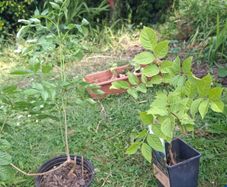 ash sapling