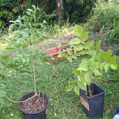 ash sapling