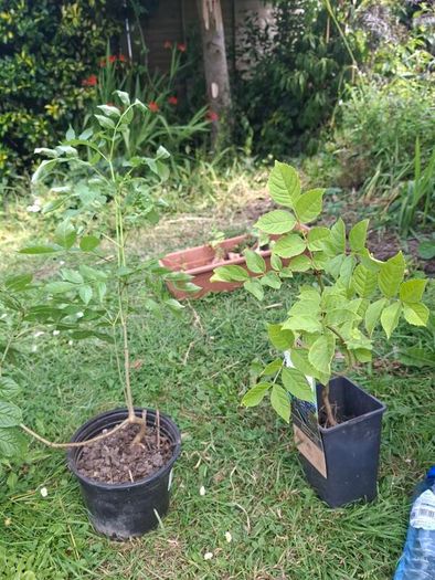 ash sapling