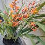 Plant Image 2