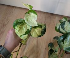 pothos bundle