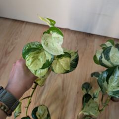 pothos bundle