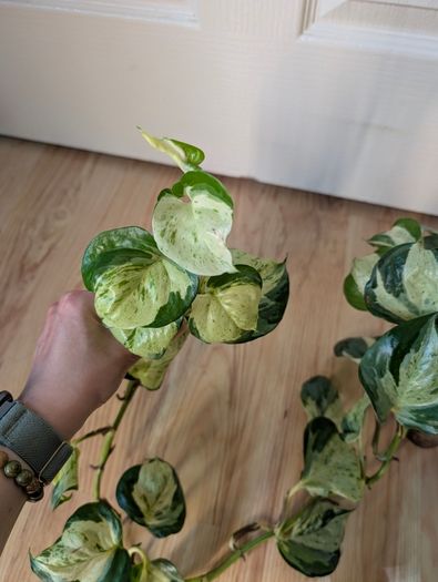 pothos bundle
