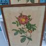 2 x Vintage Botanical Prints Image 5