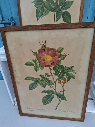 2 x Vintage Botanical Prints