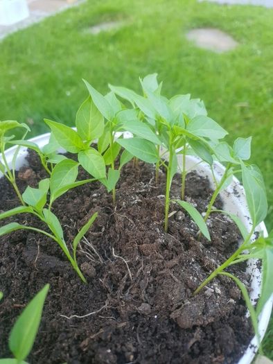 Piri Piri 15 plants