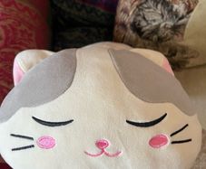 Super Soft Cat Teddy