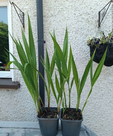 2 Lucifer Plants