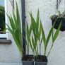 2 Lucifer Plants Image 2