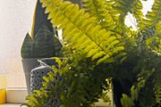 plants