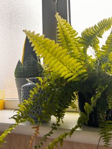 plants