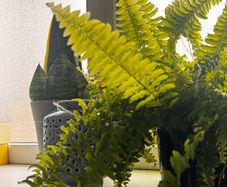 plants