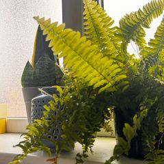 plants