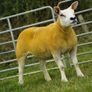 Texel ewe lambs & gimmers for sale privately Image 8