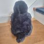 Niffler Fantastic Beasts Image 5