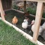 chicken hatching eggs Image 4