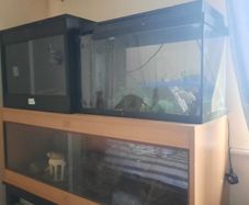 Reptile tanks and fish tanks