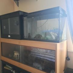 Reptile tanks and fish tanks