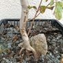 Native Irish Field Maple Bonsai Image 4