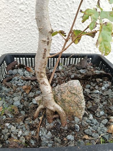 Native Irish Field Maple Bonsai