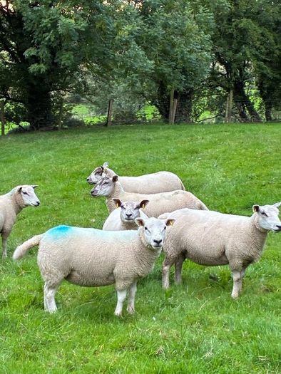 28 strong Hogget   Cross