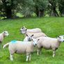 28 Hoggets strong Cross Image 6