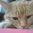 Pippacat