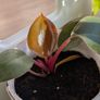 House plants in nursery pots Image 7