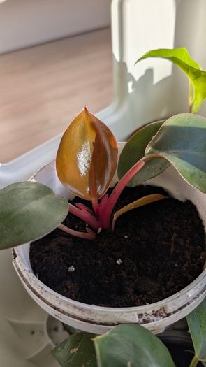 House plants in nursery pots