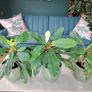 The Madagascar Jewel Seeds and Plants Image 6