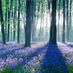 BLUEBELL55