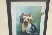 Beautiful Large Yorkshire Dog Framed Picture