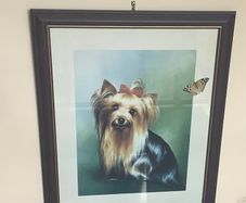 Beautiful Large Yorkshire Dog Framed Picture