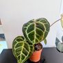 Anthurium Crystallinum plant Image 2