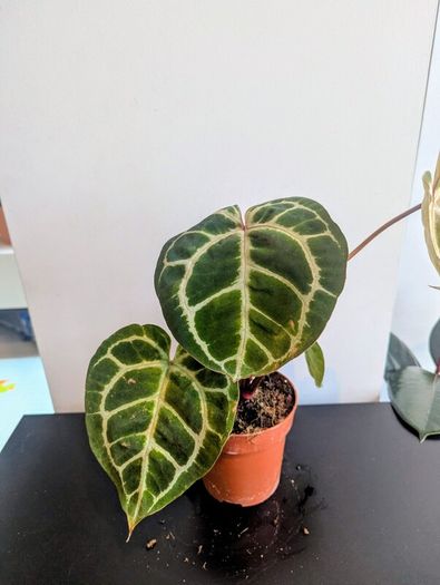 Anthurium Crystallinum plant