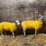 Suftexy ewe lambs Image 4