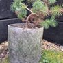 Bonsai Image 10