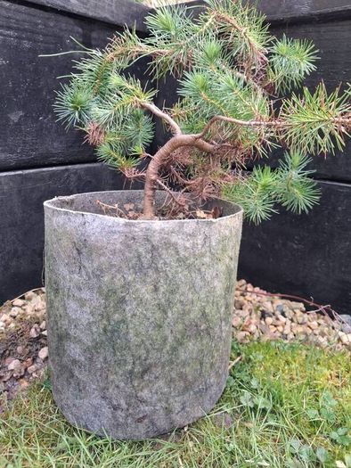 Bonsai