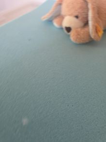 teddy dog