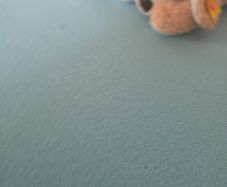 teddy dog
