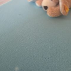 teddy dog