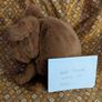 Jellycat Derreck Dog BNWT Image 2