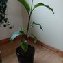 Canna indica Plant Image 3