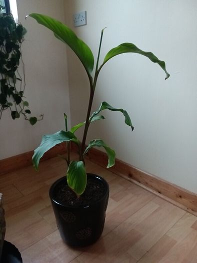 Canna indica Plant