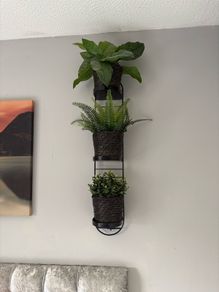 plants