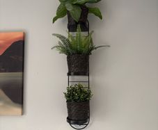 plants