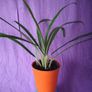 plant Image 4