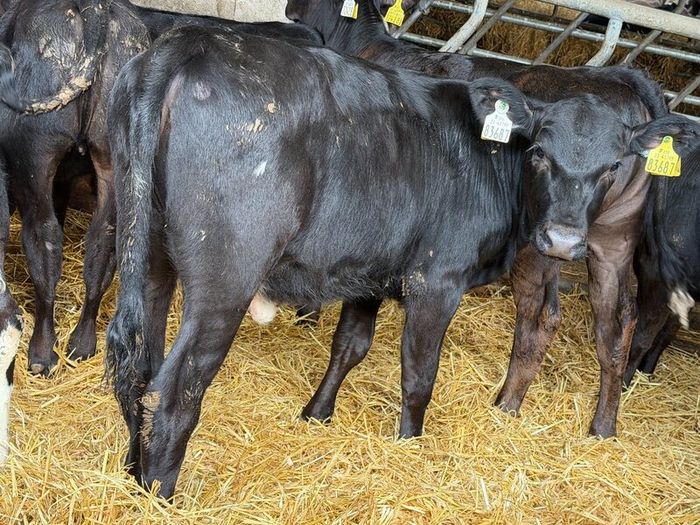31 Properly Well Fed Calves