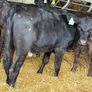 31 Properly Well Fed Calves Image 6