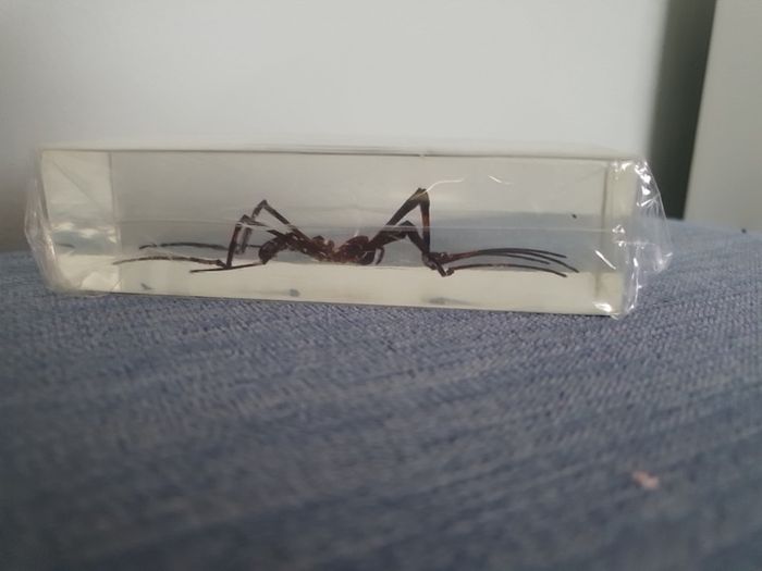 Halloween Insects In Glass Big Clearout, Make An Offer